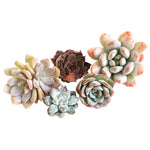 Echeveria Keys, (Not so Random)