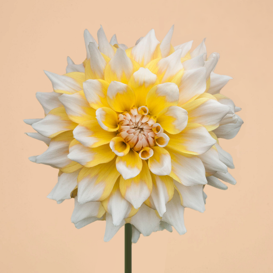 NEW! Dahlia Seattle (Spring Delivery)