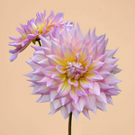 NEW! Dahlia Strawberry Ice (Spring Delivery)