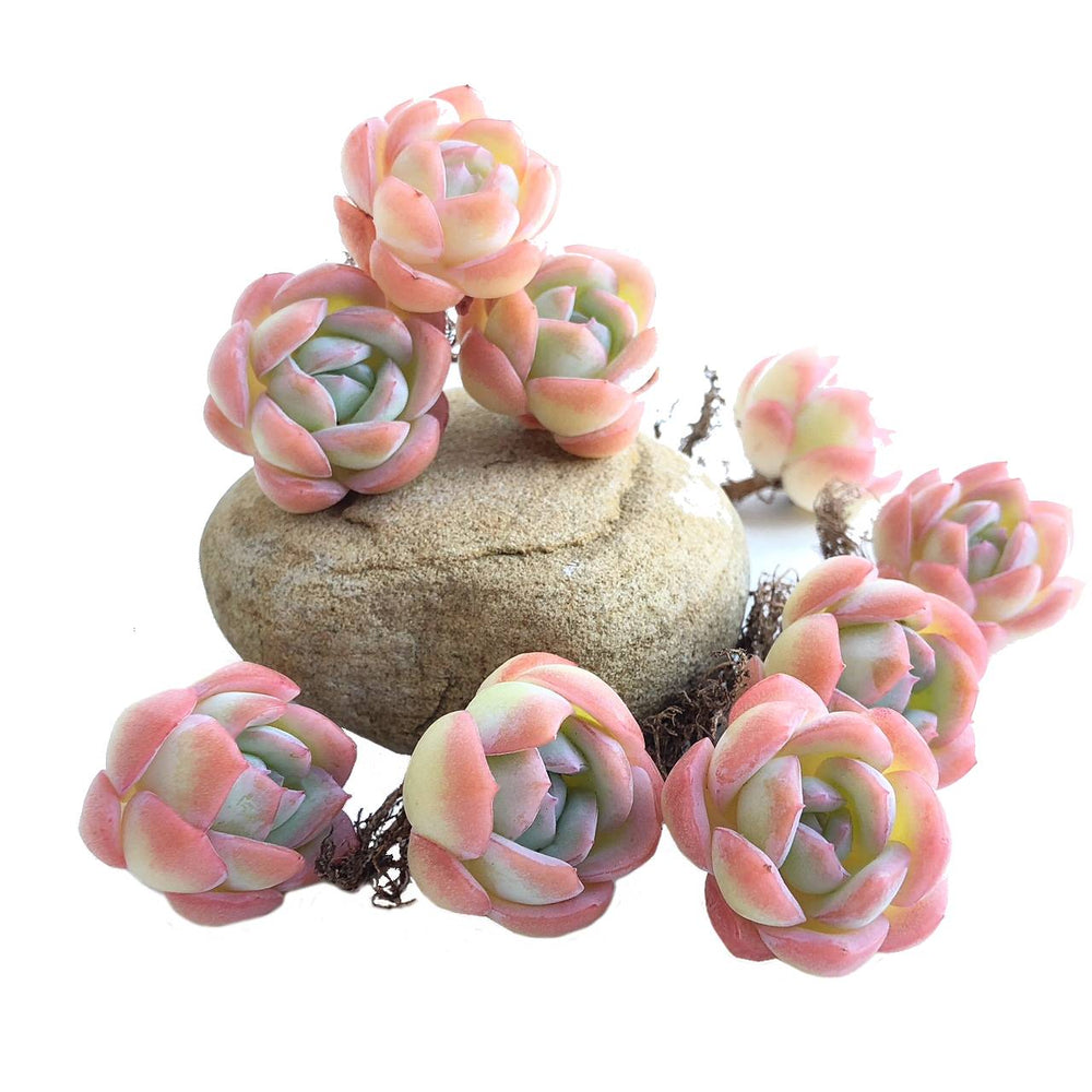 suryeon succulent 4th OF JULY FLASH SALE- DEAL #2 Echeveria Suryeon – Cedar Creek Farmhouse