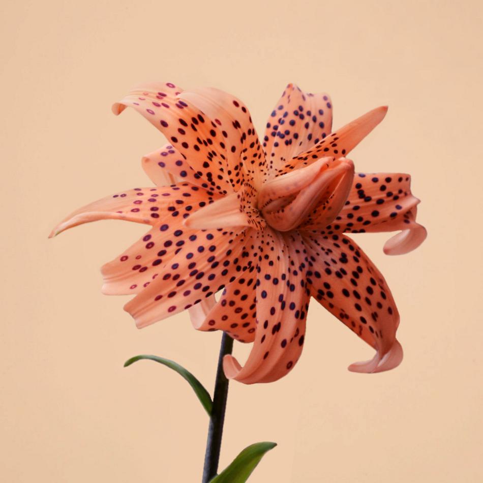 NEW! Asiatic Tiger Lily 'Flore Pleno' (Spring Delivery)
