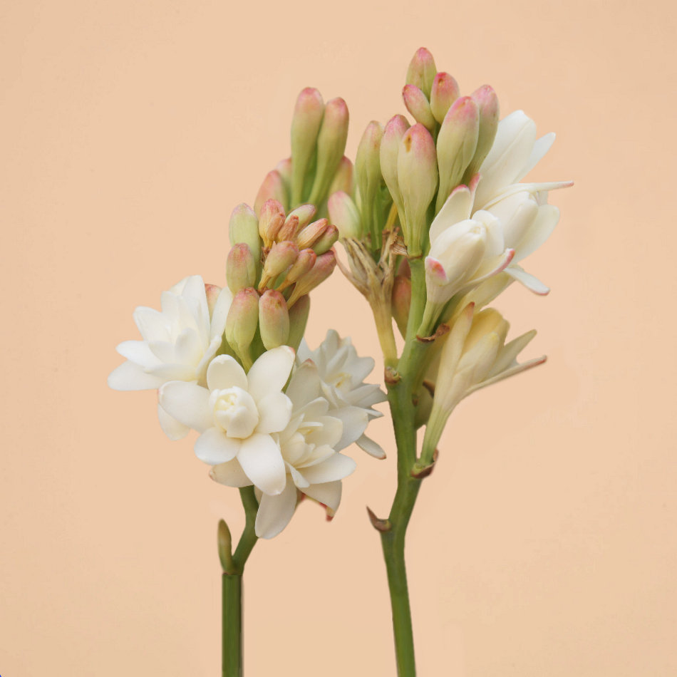 NEW! Tuberose The Pearl (Spring Delivery)