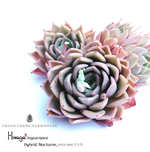 Hwaga Original Hybrid- PRESALE Echeveria Nocturne