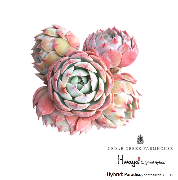 hwaga succulent Hwaga Original Hybrid- PRESALE Echeveria Paradiso