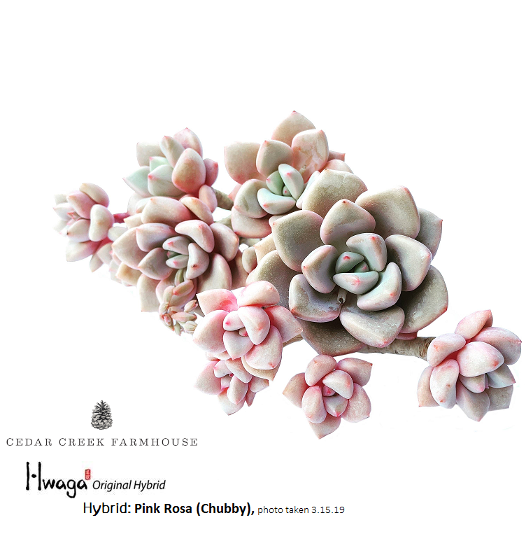 Hwaga Original Hybrid- PRESALE Echeveria Pink Rosa (Chubby Form)