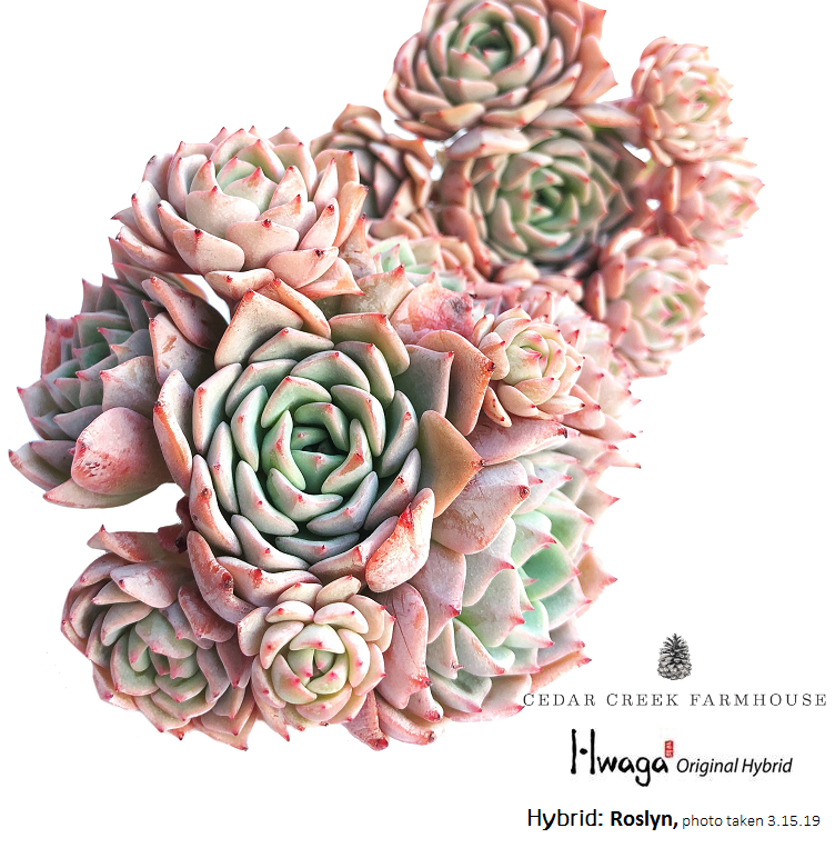 cedar creek farmhouse succulents Hwaga Original Hybrid- PRESALE Echeveria Roslyn Cluster – Cedar Creek  Farmhouse