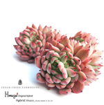 Hwaga Original Hybrid- PRESALE Echeveria Vivace Cluster
