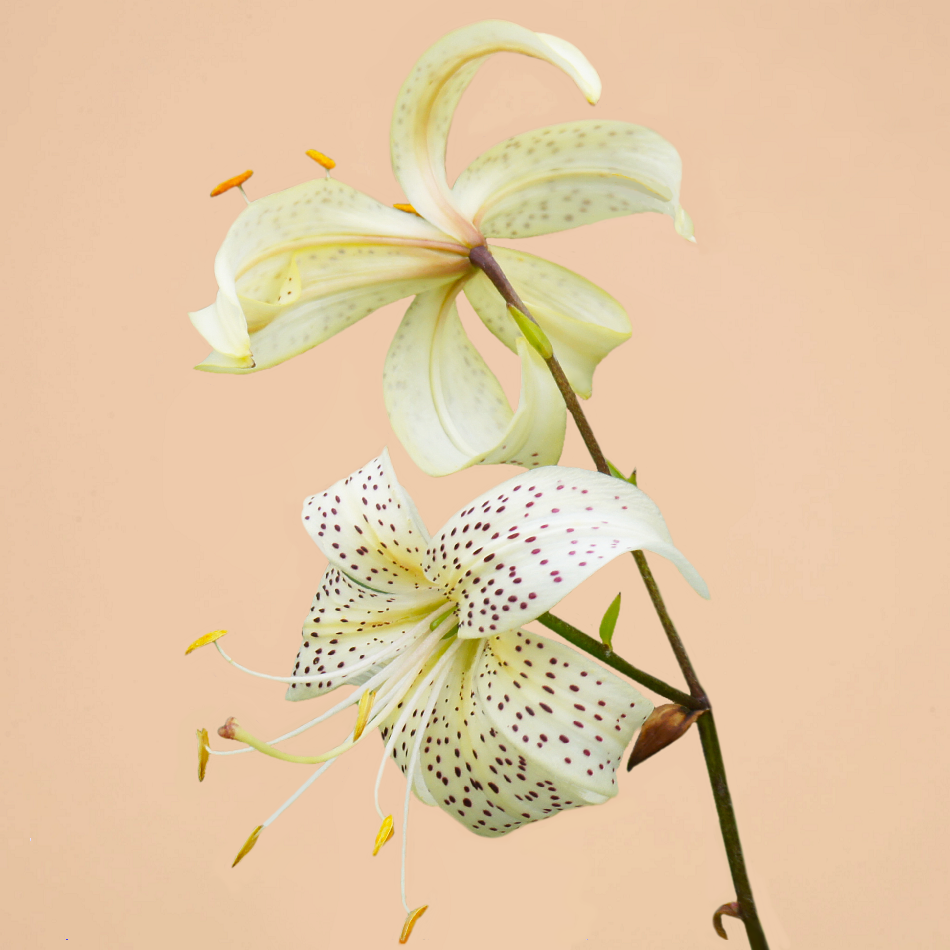 NEW! Asiatic White Tiger Lily (Spring Delivery)