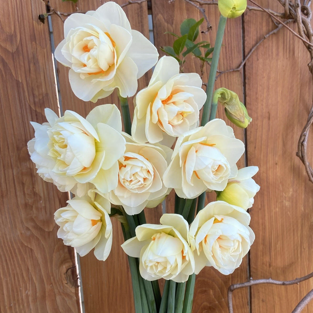 BLACK FRIDAY JUST CART! Yosemite Valley Daffodil