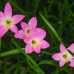 NEW! Zephyranthes Robusta (Spring Delivery)