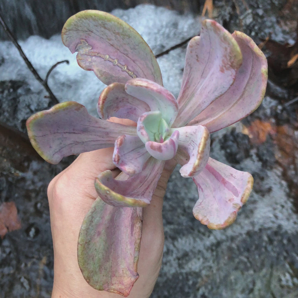 jocelyn's joy succulent Pachyveria Jocelyn's Joy, (Video)