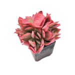 Echeveria Luella, Cristata (Thristy, Sale Price)