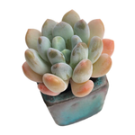 Mini Set- Pot + Plants + Soil