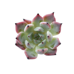 Sale! Echeveria Jackal