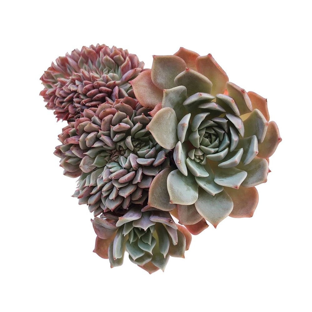 Echeveria Tuxpan, Cristata, (Exact Plant)