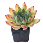 Sale! Echeveria Barbara