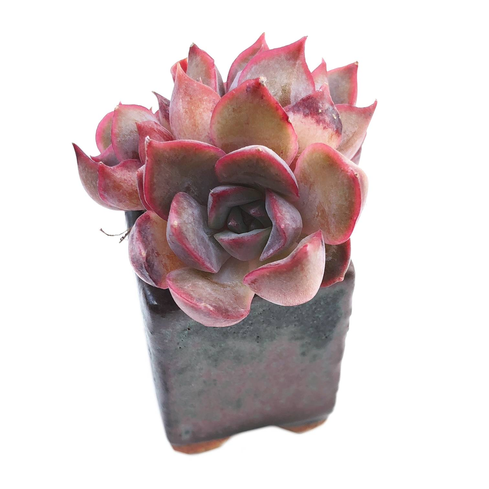 Echeveria Dark Ice, Triple