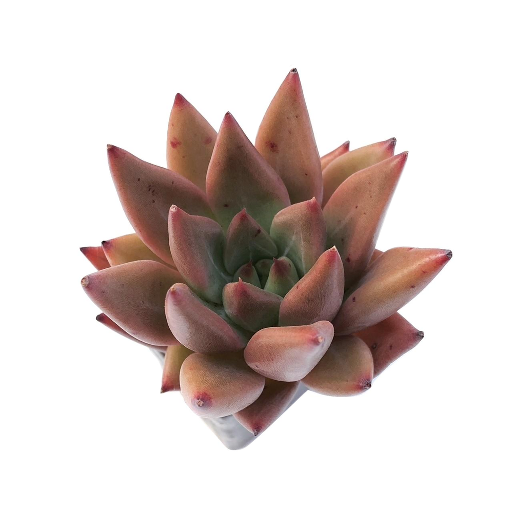 Echeveria Agavoides Sp., (Video)