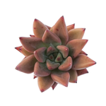 Echeveria Agavoides Sp., (Video)