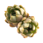 SALE! Echeveria Pink Dragon