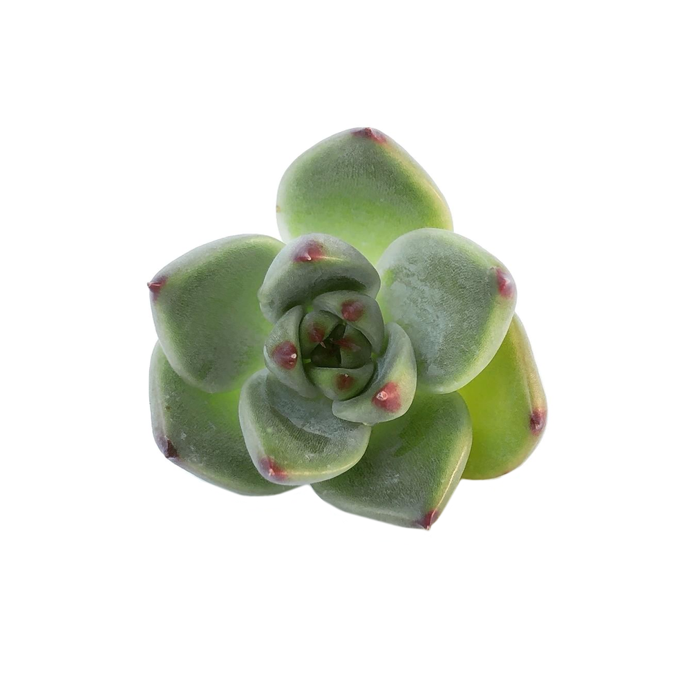 Sale! Echeveria Agavoides Blue Dragon