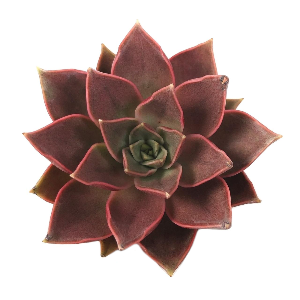 Echeveria Sp., (Randomish)