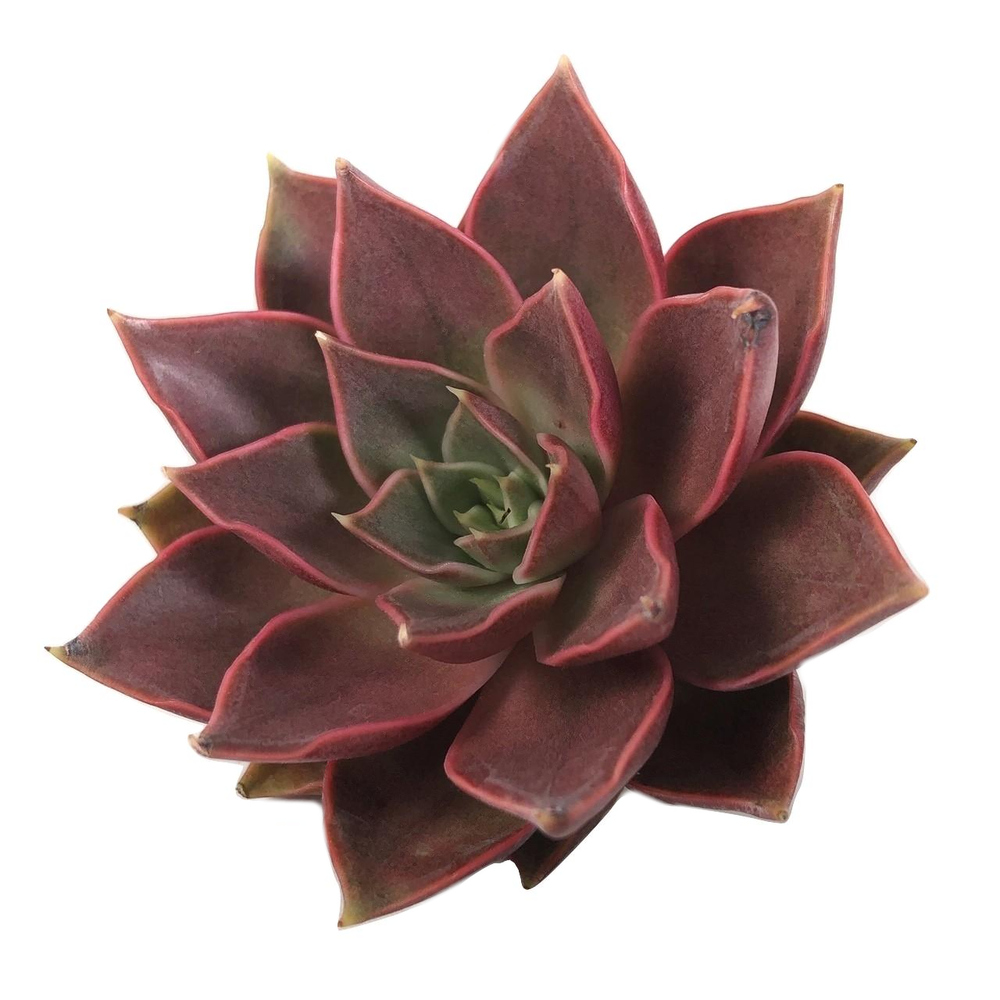 Echeveria Sp., (Randomish)