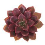 SALE! Echeveria Mina