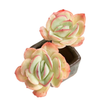 SPECIAL! JUST CART!! Echeveria Strawberry Ice