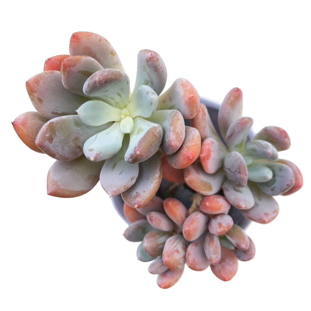 Echeveria Raleigh, (Exact Plant)