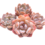 Echeveria Orange Monroe, (Random Selection)