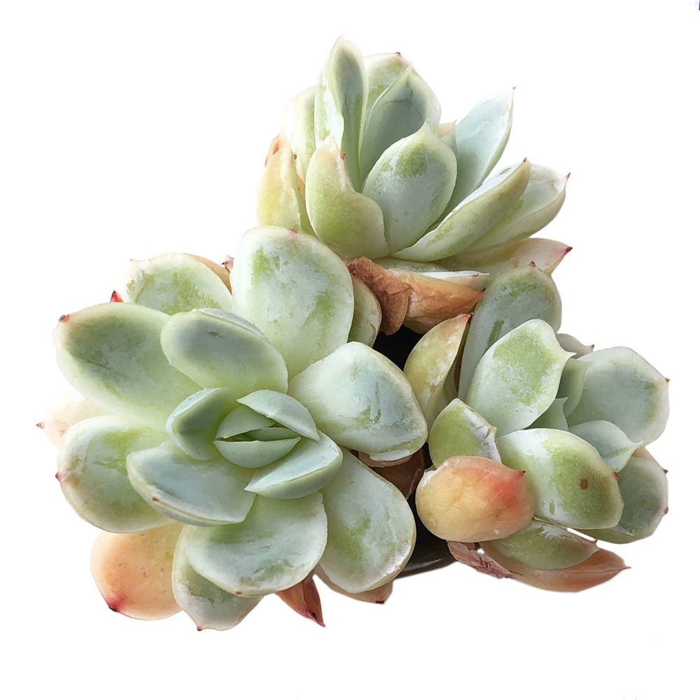 Sale! Echeveria Lemon Berry