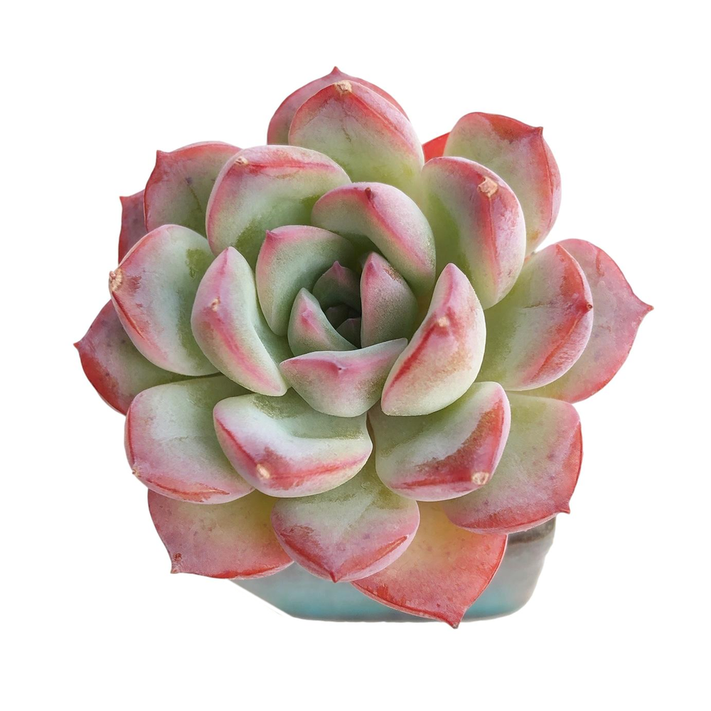 Mini Set- Pot + Plants + Soil