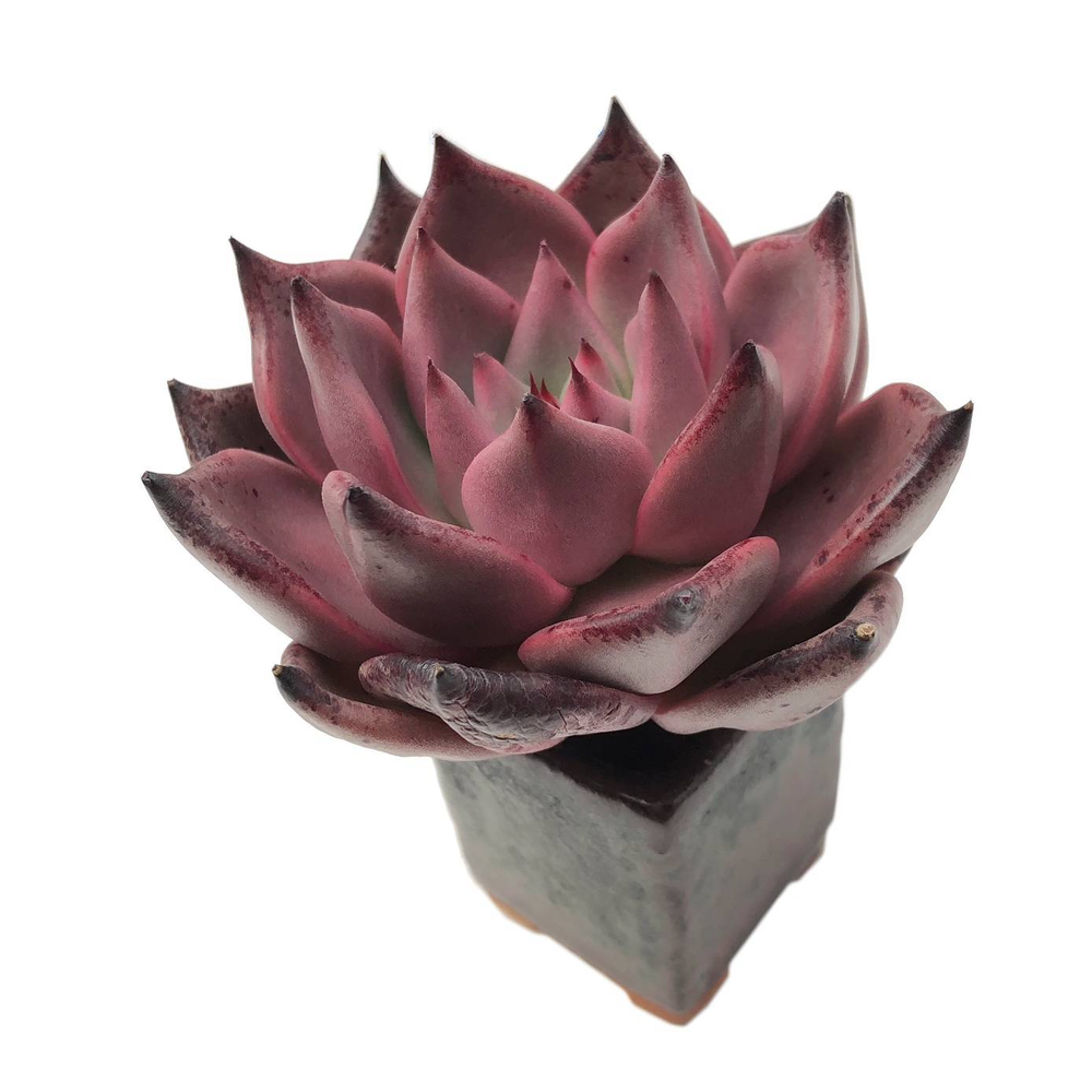 romeo succulent Echeveria Agavoides Romeo – Cedar Creek Farmhouse