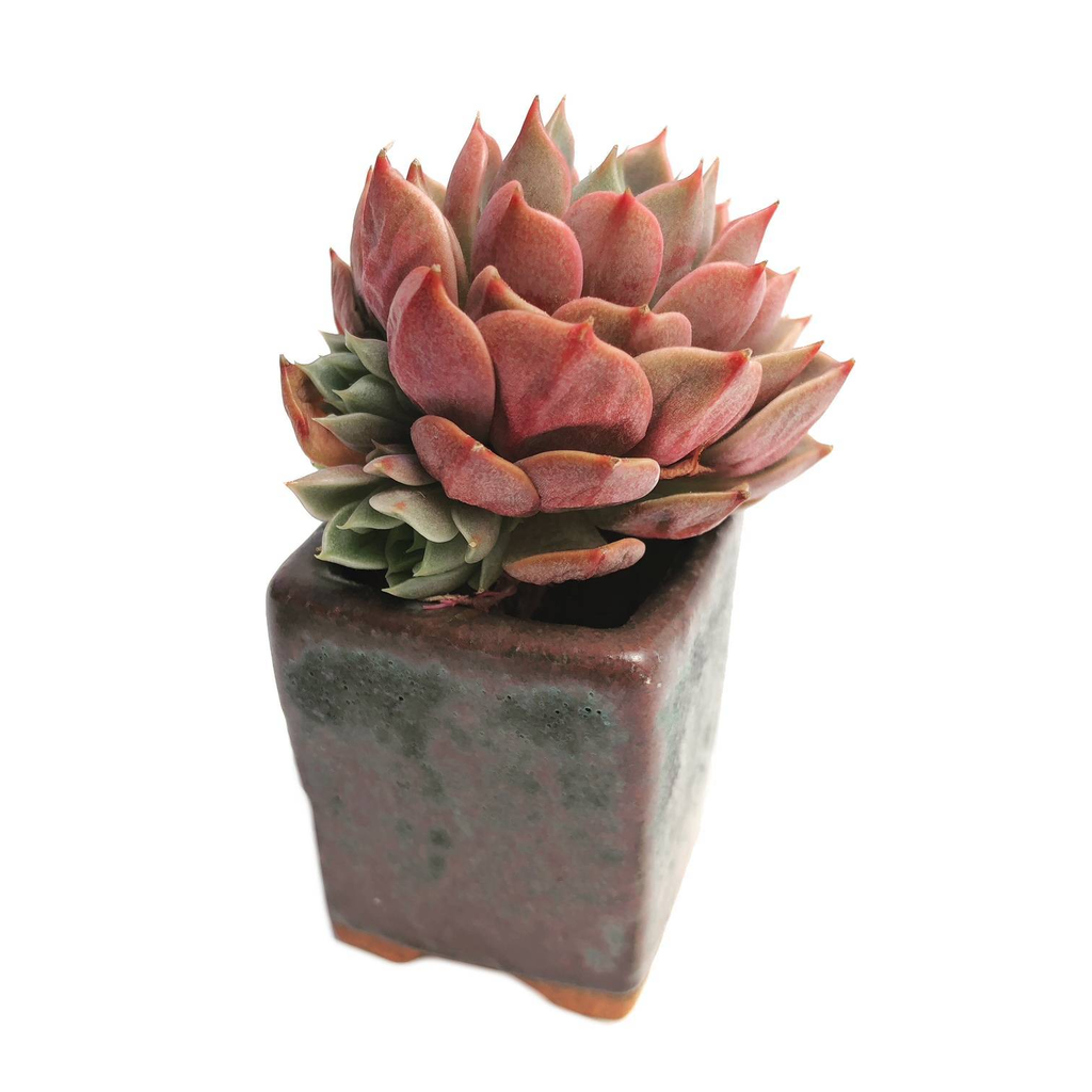 Echeveria Roman – Cedar Creek Farmhouse