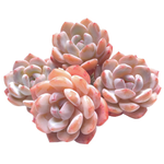 Echeveria Orange Monroe, (Random Selection)