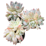 Echeveria Thumb Rim, (Random)