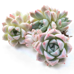 Echeveria Thumb Rim, (Random)