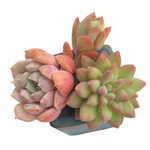 Mini Set- Pot + Plants + Soil