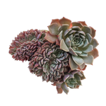 Echeveria Tuxpan, Cristata, (Exact Plant)