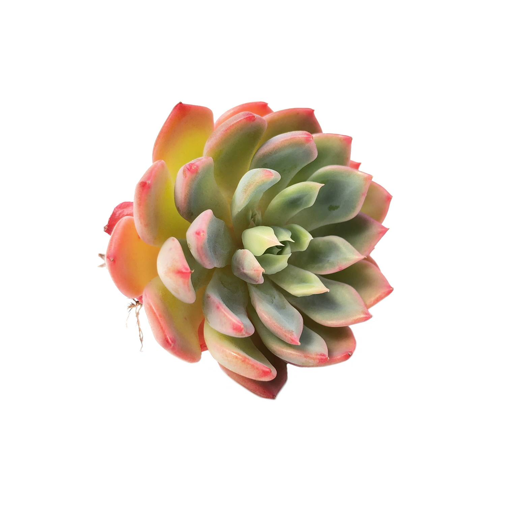 Echeveria Nana Mini Hook, (Random)