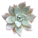 Sale! Echeveria Mexican Giant