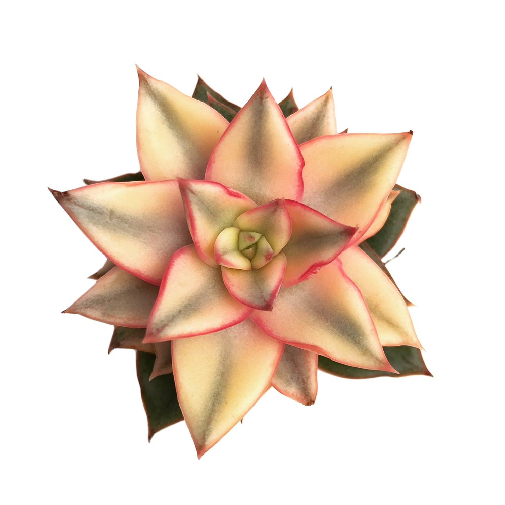 Echeveria Monocerotis, Variegata