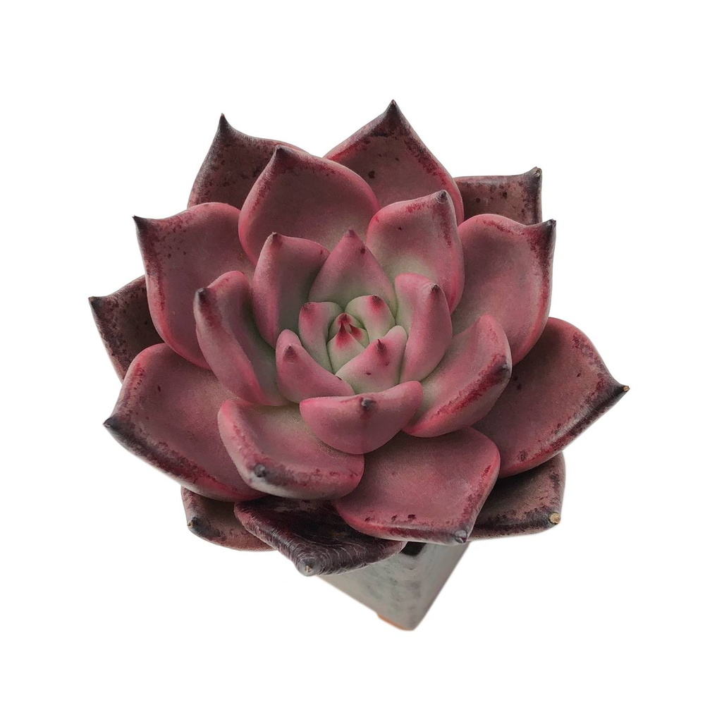 Echeveria Agavoides Romeo