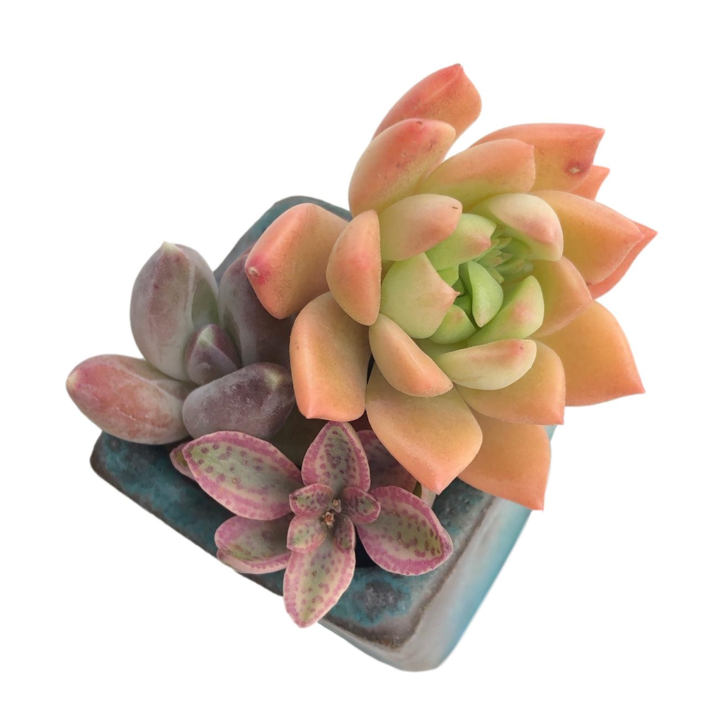 Mini Set- Pot + Plants + Soil