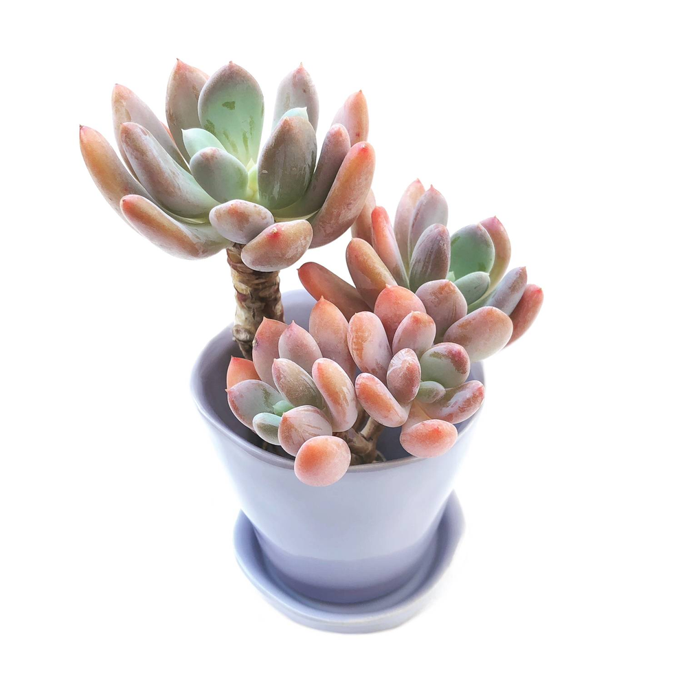 Echeveria Raleigh, (Exact Plant)