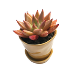 Echeveria Agavoides Sp.