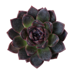 Echeveria White Soul