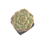 Echeveria Pure Love