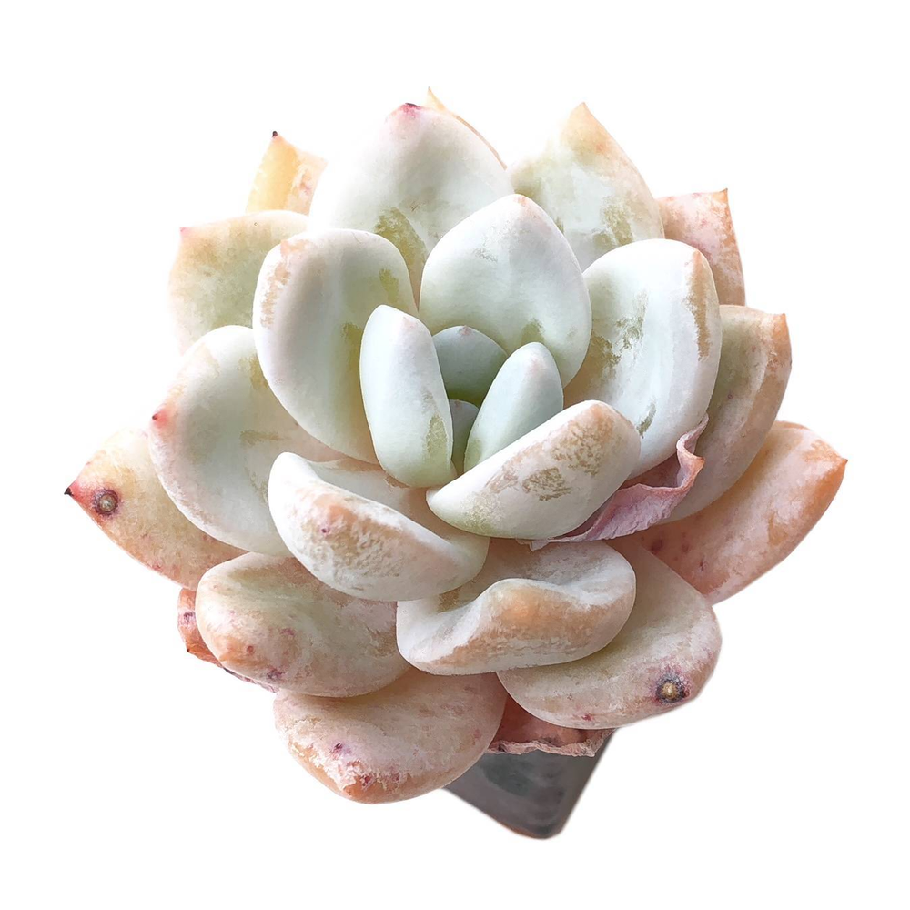 Sale! Echeveria Ivory Hybrid